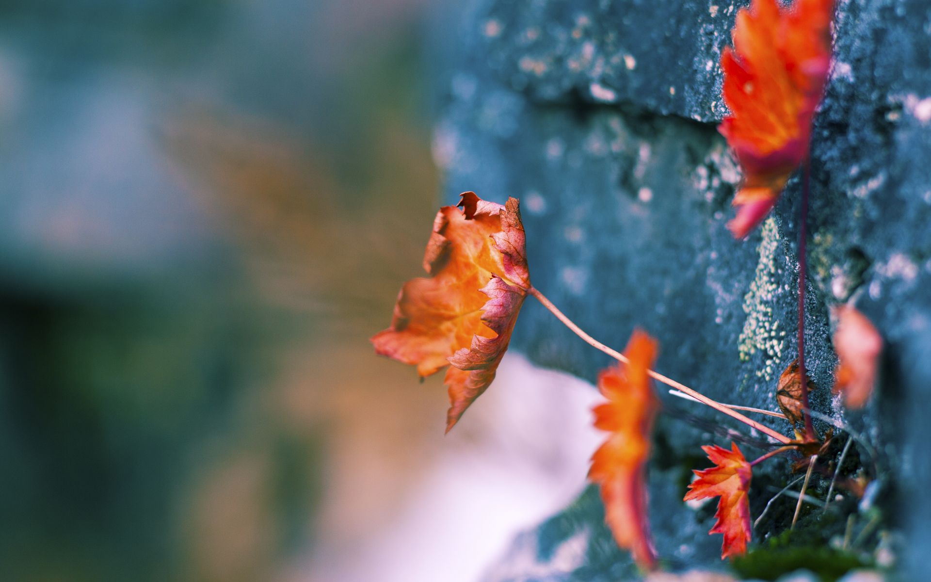 开云kaiyun-云达不莱梅奋勇前行,逐步追赶前列,云达不莱梅vs汉堡