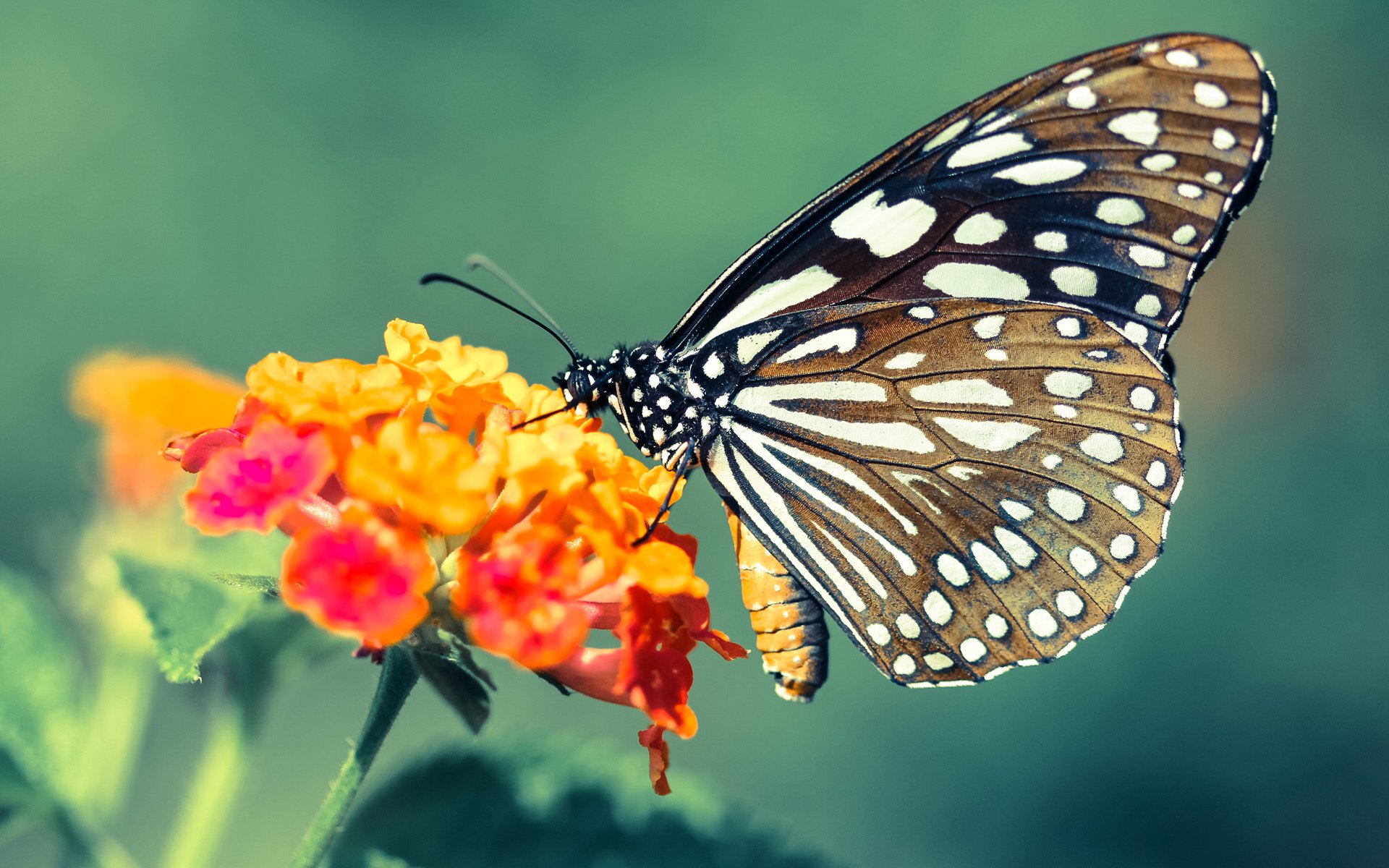 开云体育APP下载-意甲引援潮涌动：多名年轻潜力股加盟，意甲成员
