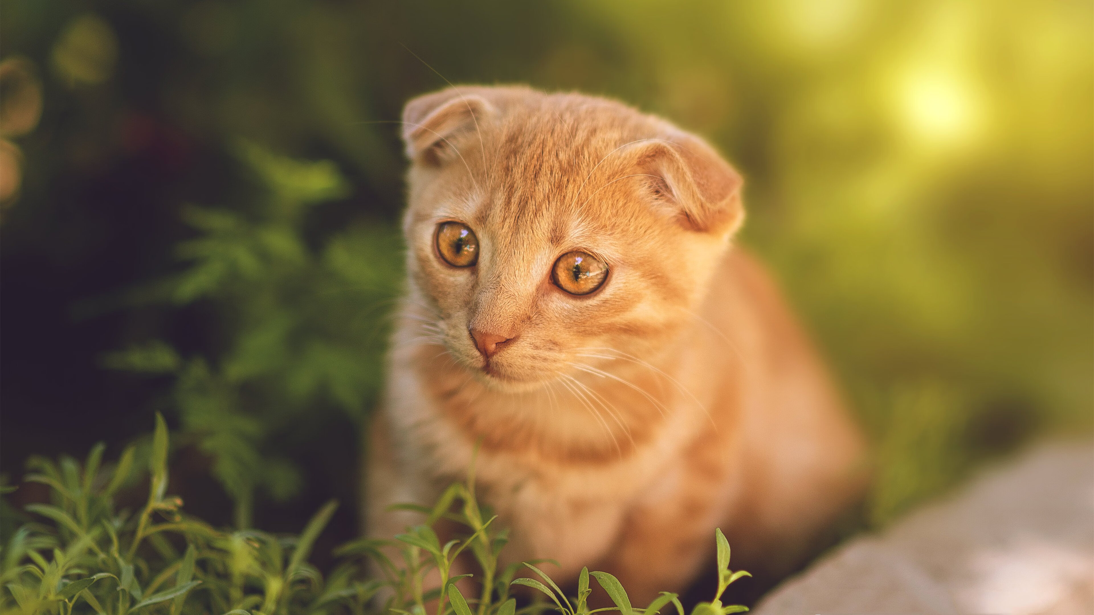 KAIYUNAPP-王者荣耀 老牌战队迎来新人崛起，王者荣耀 老牌战队迎来新人崛起怎么办