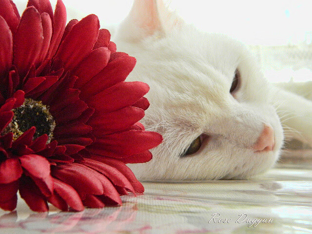 kaiyun网站-英雄联盟解说评述：赛事精彩瞬间与战术深度分析，lol比赛解说经典