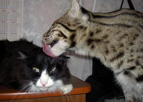 开云·体育官网APP下载-NBA三分王榜更新,利拉德超越库里升至历史第二,利拉德三分纪录