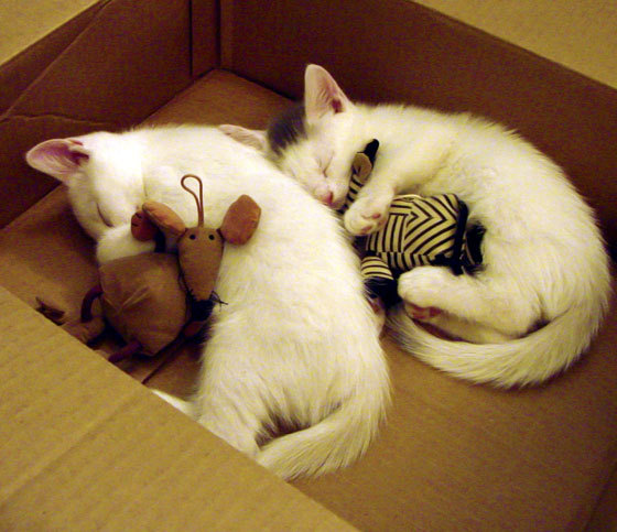 kaiyun官方网站-女足亚洲杯资格赛火热进行,2021女足亚洲杯资格赛