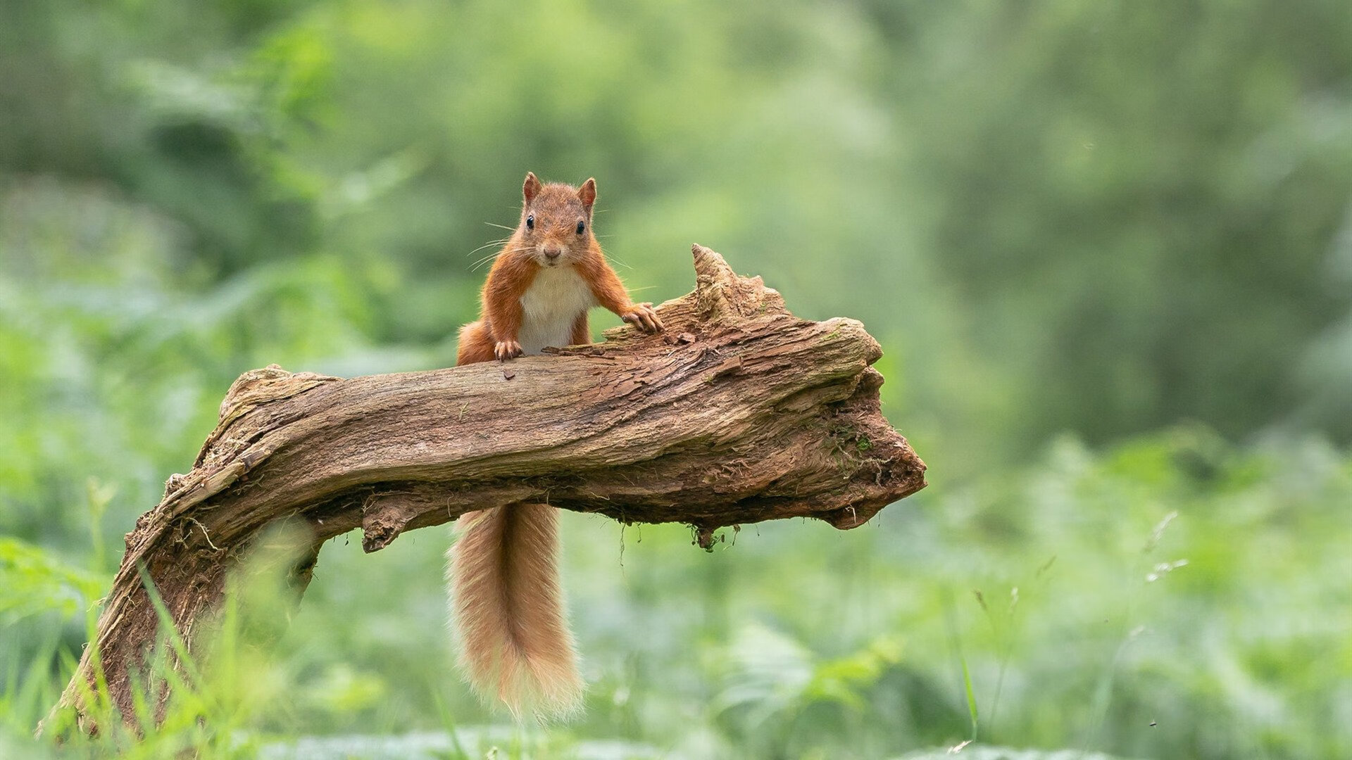 开云网页版-博塔弗戈年轻前锋错失绝佳机会，博塔弗戈vs累体育