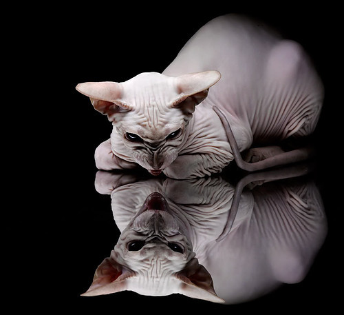 开云·体育官网APP下载-国际乒联混合团体世界杯：澳大利亚队如何利用团体优势提高表现