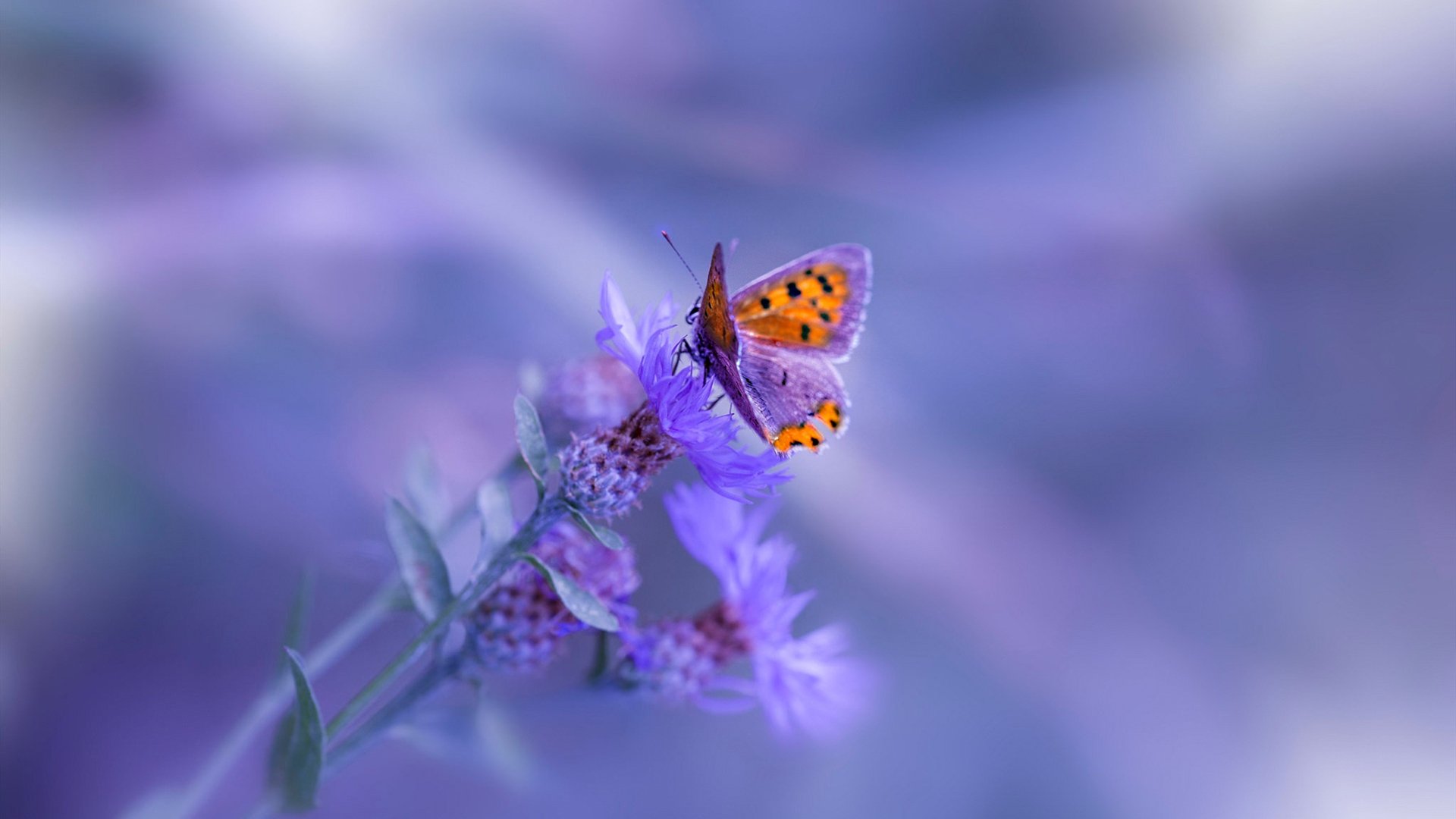 开云网页版-CBA推行赛季中期技术评估优化阵容配置，cba晋级球队