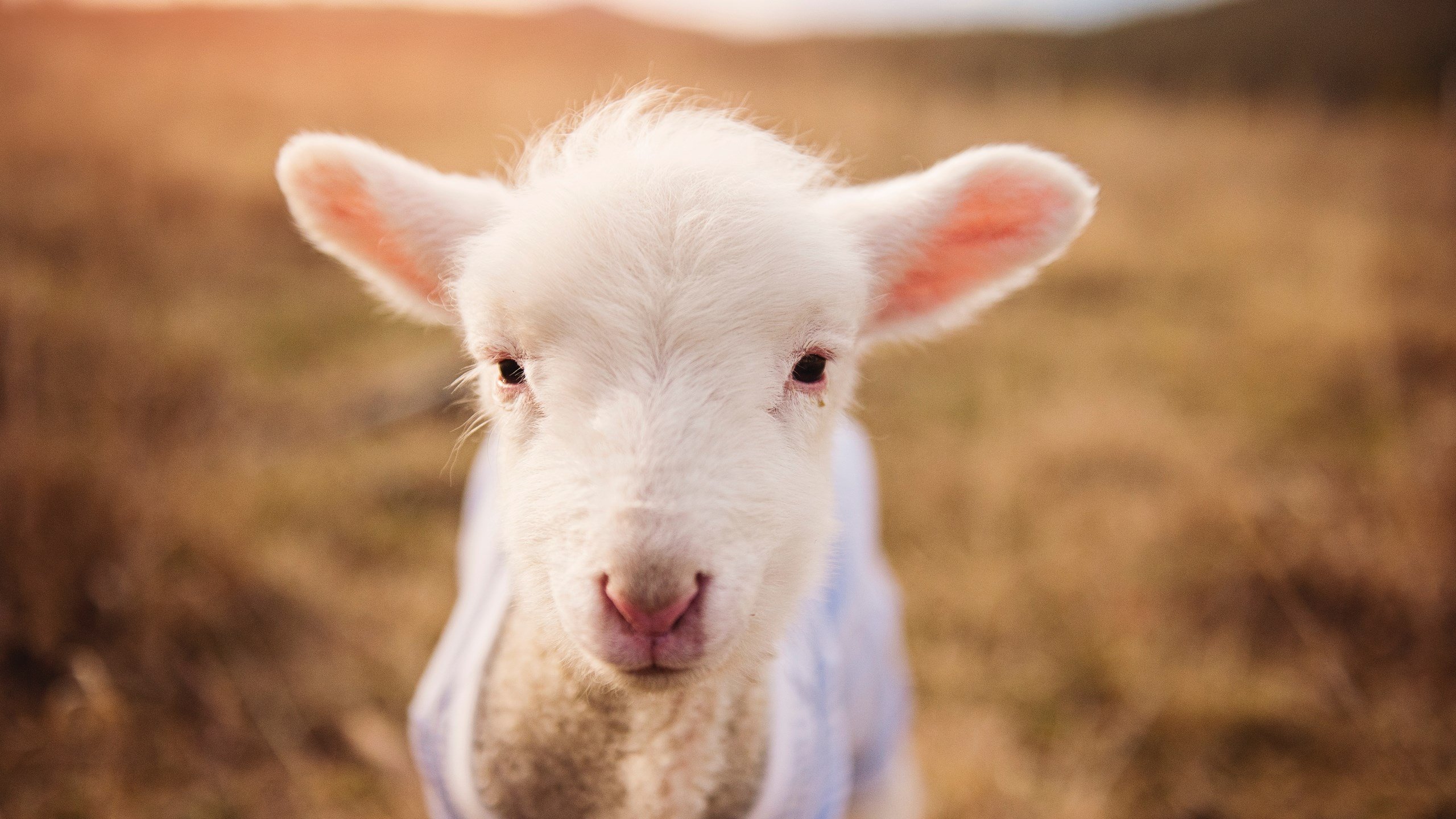 开云网站-乌干达男篮在非洲预赛中拼搏到底，书写辉煌新篇章，乌干达国家男子足球队