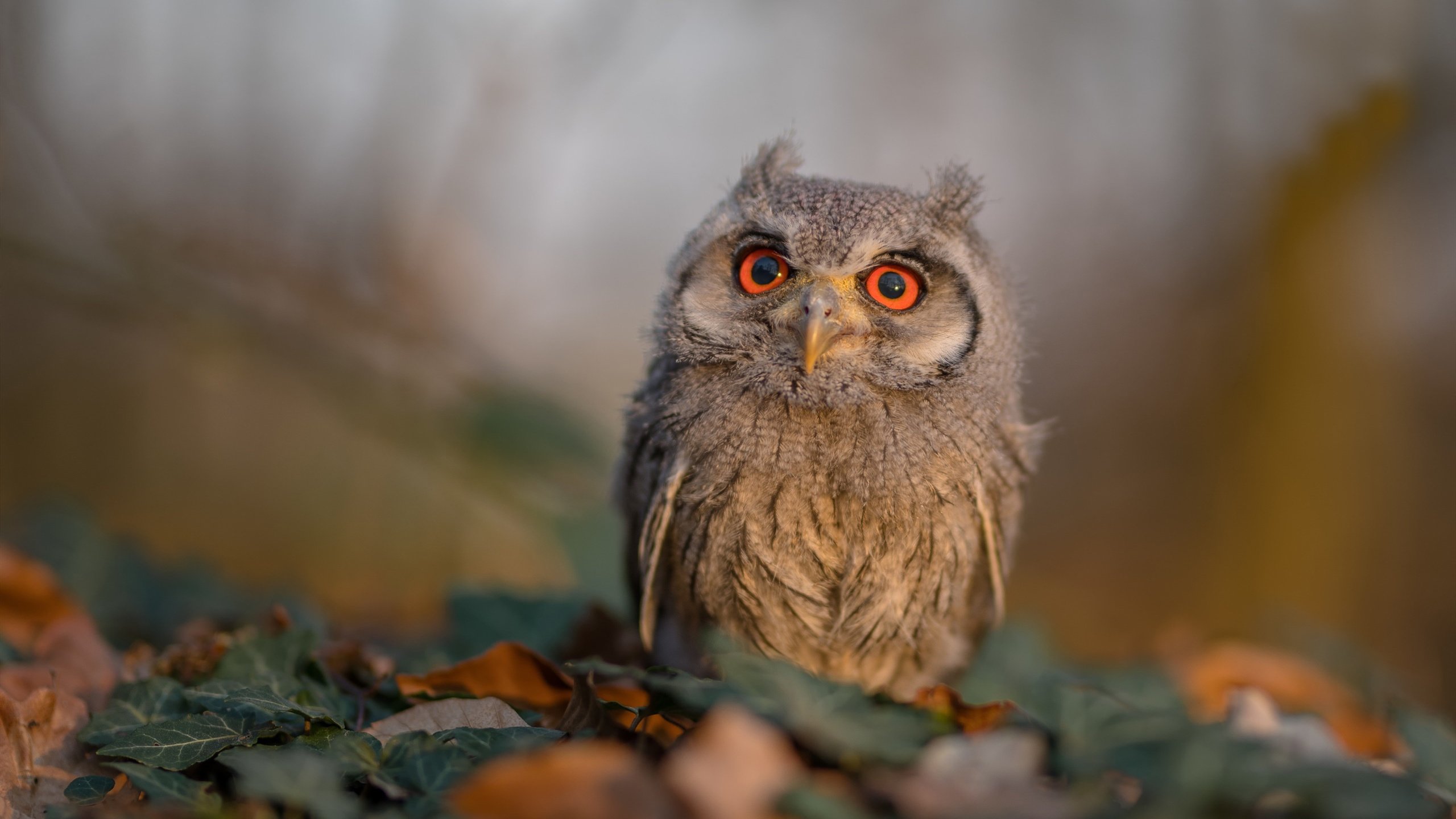 kaiyun网站-仰泳技术扎实比利时保持优势，仰泳谁厉害