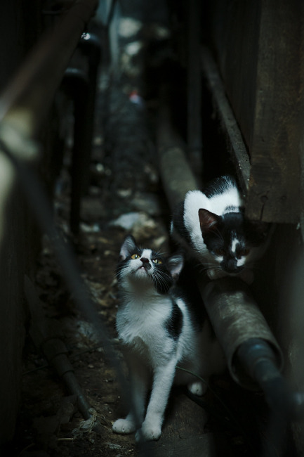 开云kaiyun-法甲新星闪耀：未来之星引领潮流！，法甲新logo